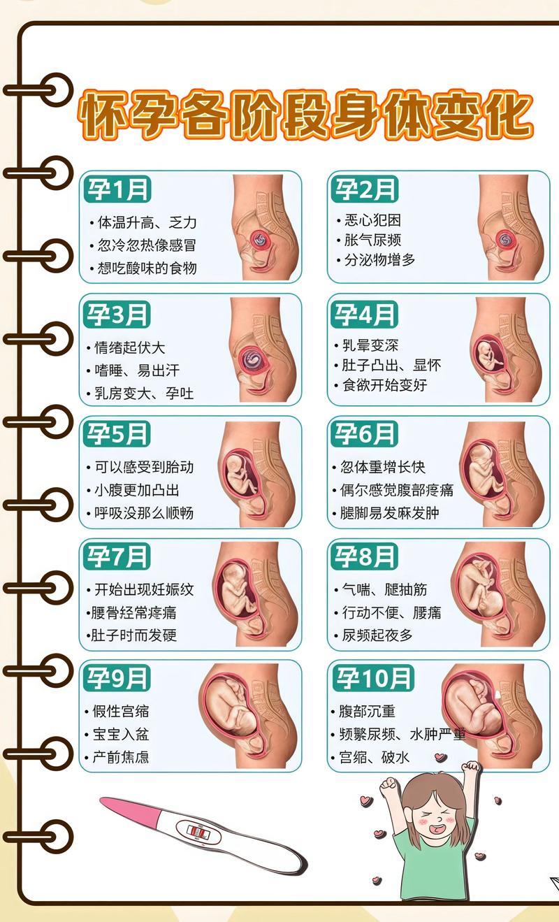 揭秘供卵代孕妈妈怀孕小腹分两节，孕期变化的奥秘博尔塔拉代生机构: